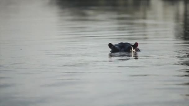 Schöne Landschaft. das flusspferd ragt seine schnauze aus dem wasser, blickt in afrika in die kamera. — Stockvideo