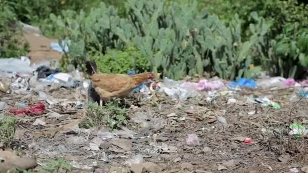 Plastik und anderer Müll, der in Afrika gesammelt wird. Hungrige Hühner versuchen, etwas Futter auf der Müllkippe zu finden. — Stockvideo