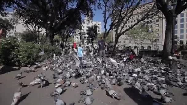 Барселона, Испания - 27 апреля 2018 года: Взрослый мужчина кормит много голубей в парке — стоковое видео