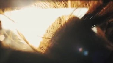 Rüzgarda uçan kumral saç