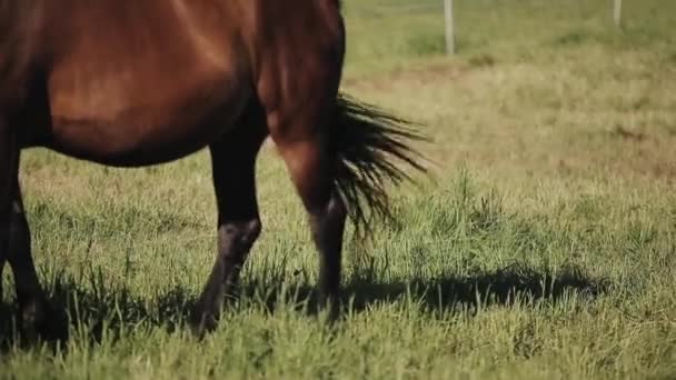 Una vista ravvicinata della coda e della pancia dei cavalli — Video Stock
