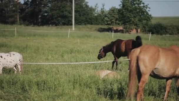 Una mandria di cavalli nella fattoria — Video Stock