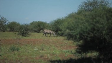 Bir sürü zebralar birbirlerine Afrika'da güneşli bir günde alanın karşısındaki izler. Vahşi doğa hayvanlarda.