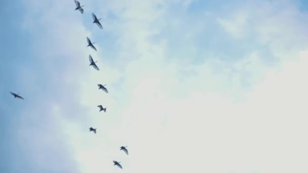 A flock of birds flies across the blue sky on sunny bright day. Animals in wild nature. — Stock Video