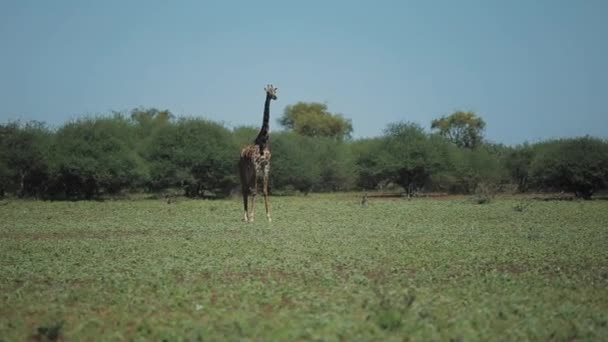 Schöne giraffe auf einer grünen wiese in afrika an einem sonnigen tag. — Stockvideo