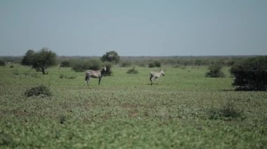 İki güzel zebra Afrika yeşil alan güneşli bir günde yürüyüş.
