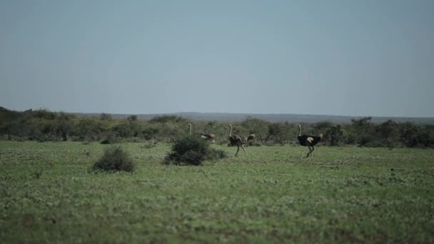Drei große Strauße auf einer grünen Wiese in Afrika an einem sonnigen Tag. — Stockvideo