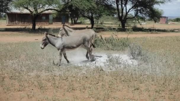 Zwei Esel weiden an einem sonnigen Sommertag auf einem Feld in Afrika und fressen Gras. — Stockvideo