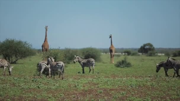 Vadon élő állatok a természetben. Zebra, zsiráf járni a mezőn forró nyári nap Afrikában. — Stock videók