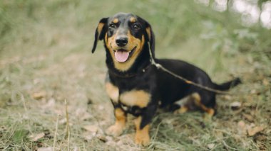 Gülümseyen dachshund çimde oturma portre. Açık dağ ve dil ile mutlu köpek.