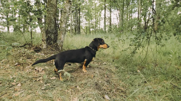 Dackel stehen auf dem Gras. glücklicher Hund mit offener Halterung und Zunge. — Stockfoto