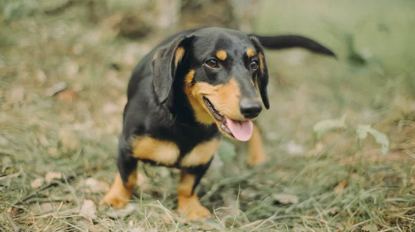 Smiling dachshund sitting on the grass. Happy dog with open mounth and tongue. — Stock Photo, Image