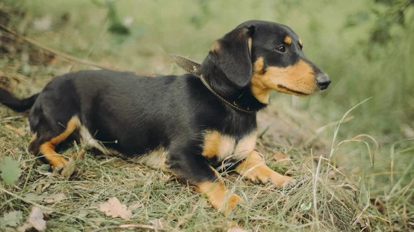Portrait of dachshund sitting on the grass. Happy dog with open mounth and tongue. Stock Photo