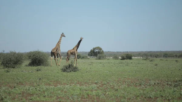 Beautiful landscape, two giraffe walking, running on a green field in Africa on a sunny day.