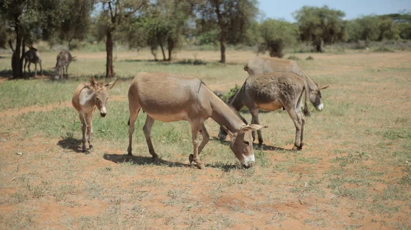 Four donkeys grazing on a field in Africa in sunny summer day, eating grass. — Stock Photo, Image