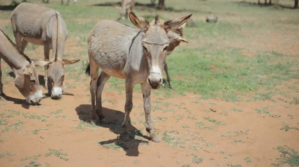 Vier ezels grazen op een veld in Afrika in zonnige zomerdag, het eten van gras. — Stockfoto