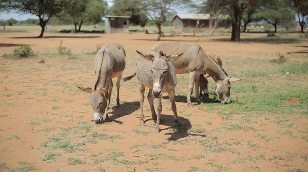 Vier ezels grazen op een veld in Afrika in zonnige zomerdag, het eten van gras. — Stockfoto