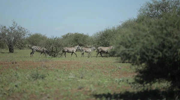 Herd of zebras walking on a green field in Africa on a sunny day. — Stock Photo, Image