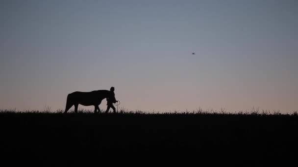 Силуэты женщины, идущей с лошадью на фоне заката — стоковое видео