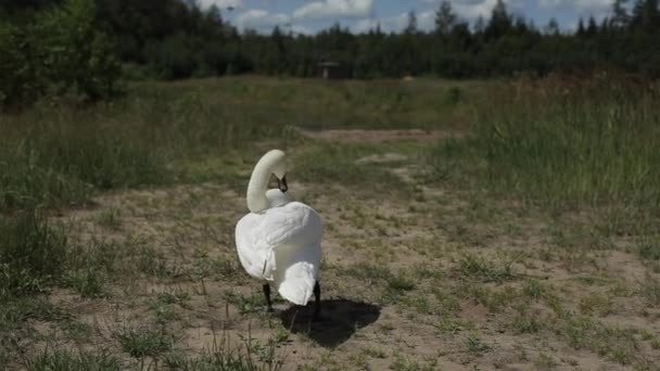 White swan walking on green grass. — Stock Video