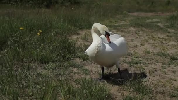 Primer plano retrato de cisne blanco caminando sobre hierba verde . — Vídeo de stock