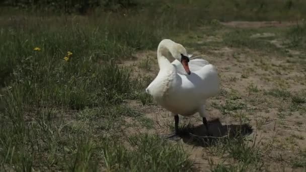 Närbild porträtt av vit svan gå på grönt gräs. — Stockvideo