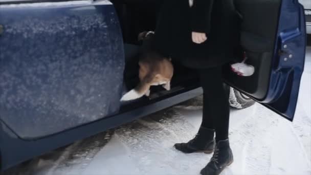 Un petit chien saute dans la voiture. Vue arrière de beagle dog . — Video