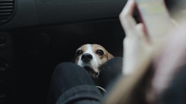 Pes v autě, kterým ženu hlavu na kolena. Psí milenka pomocí mobilního telefonu. — Stock video