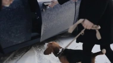 Köpek sahibi arabanın kapısını açar. Küçük köpek arabaya atlıyor. Arkadan görünüşü beagle köpek. Beagle köpek atlama.