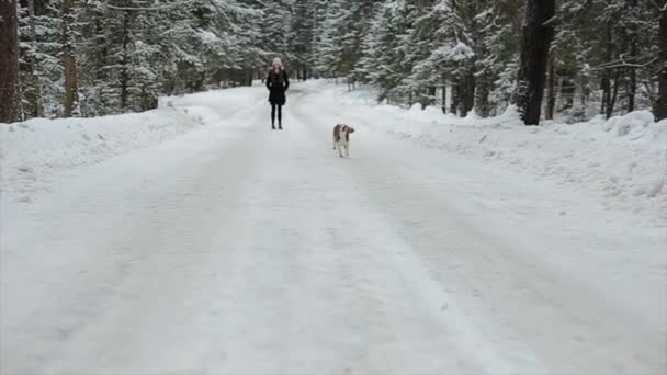 Ο σκύλος του Beagle τρέχει στο χιόνι. Beagle βόλτες το χειμώνα χιονίζει. Το κορίτσι έχει τη διασκέδαση με το σκύλο της. Αργή κίνηση. — Αρχείο Βίντεο