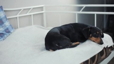 Köpek kanepede yatıyor. Dachshund