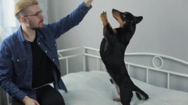 Yatakta köpek dachshund oynamaktan neşeli şık delikanlı. İnsan ve köpek having fun.