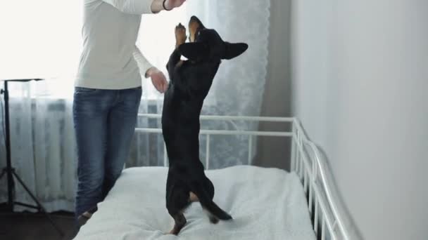 Giovane uomo allegro ed elegante che gioca con il bassotto cane sul letto. Uomo e cane si divertono . — Video Stock