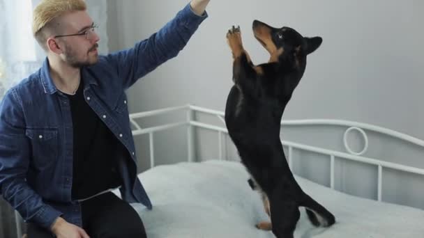 Vrolijke stijlvolle jongeman spelen met de hond teckel op het bed. Man en hond plezier. — Stockvideo