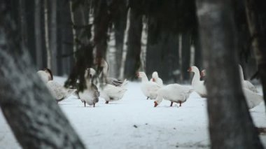 Açık havada çim ve yiyecek bulmak karda yürüme yerli kaz sürüsü. Kazlar kış zamanında ormandaki belgesel görüntüleri güzel yakından.