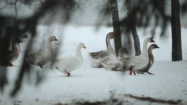 Een kudde van binnenlandse ganzen wandelen buiten in de sneeuw op zoek naar gras en voedsel. Mooie close-up documentair materiaal van ganzen in bos in de winter. — Stockvideo