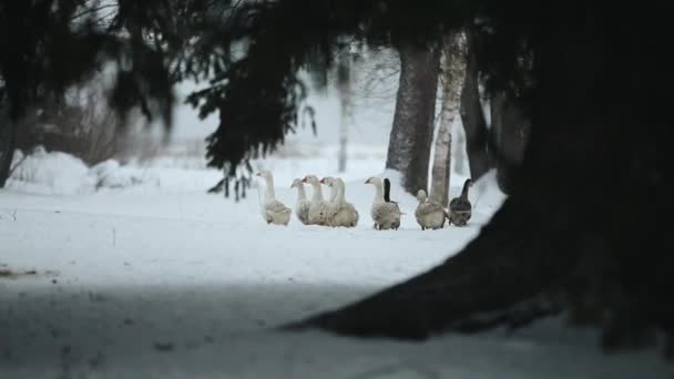 一群家养的鹅在雪地里走在户外寻找草和食物。美丽的特写纪录片镜头在森林中的鹅在冬季时间. — 图库视频影像