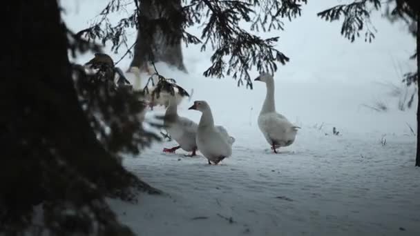 En flock av inhemska gäss promenader utomhus i snön på jakt efter gräs och mat. Vackra närbild dokumentära bilder av gäss i skogen vintertid. — Stockvideo