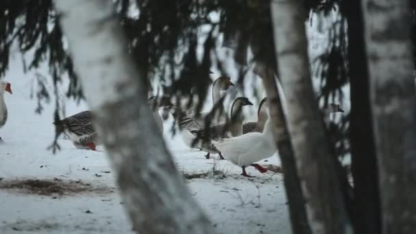 A nyáj hattyúlúd séta kint a hóban, fű és élelmiszer. Felvételeket dokumentumfilm liba erdő télen gyönyörű közelről. — Stock videók