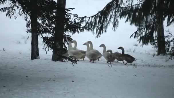 一群家养的鹅在雪地里走在户外寻找草和食物。美丽的特写纪录片镜头在森林中的鹅在冬季时间. — 图库视频影像