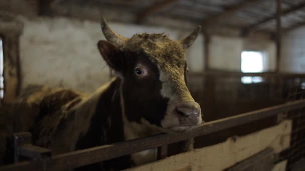 一只丑陋的大肮脏公牛一边在牧场吃饭一边看着镜头。农场上的公牛. — 图库视频影像