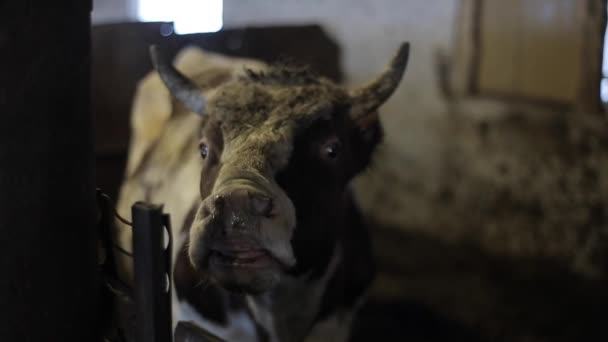 Einen einzigen großen hässlichen, schmutzigen Bullen, der in die Kamera schaut, während er auf einer Weide isst. Bulle auf dem Bauernhof. — Stockvideo