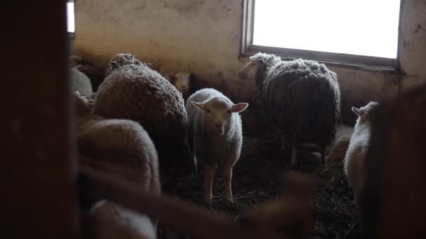 Hermoso cordero dulce mirando a la cámara. Manada de ovejas. Corderos y ovejas en un establo. Ovejas en el establo . — Vídeos de Stock