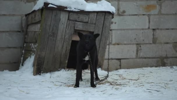 Grote zwarte boze hond blaft agains de kennel. Winter. — Stockvideo