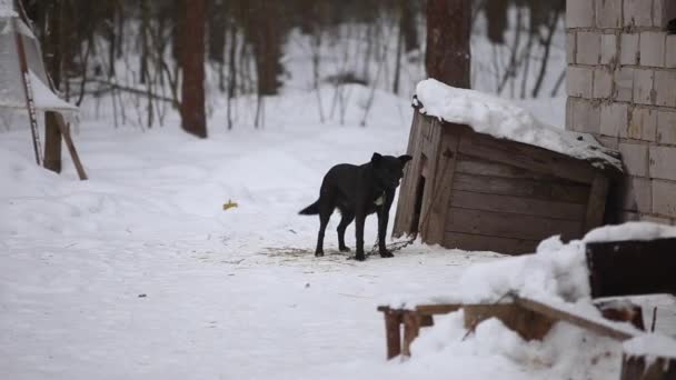 Black dog barks agains the kennel. Winter. Dog in country village. — Stock Video