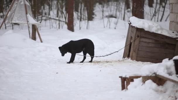 O cão preto ladra contra o canil. Inverno. Cão na aldeia rural . — Vídeo de Stock