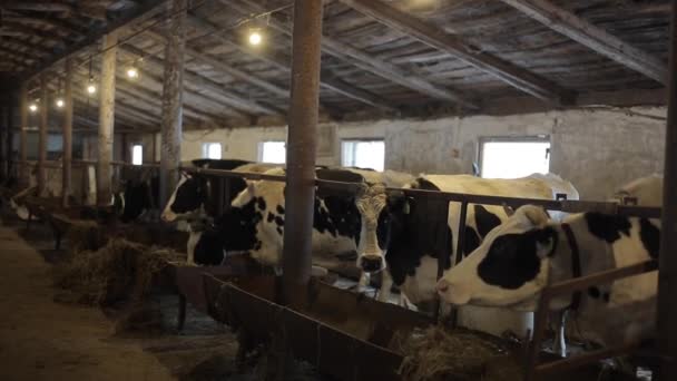 Αγελάδες σε φάρμα. Μαύρο και άσπρο αγελάδες τρώει σανό στο σταύλο. Μέσα στους αχυρώνες. Βουστάσιο. — Αρχείο Βίντεο