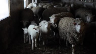 Koyun sürüsü. Dity kuzu ve istikrarlı bir koyun. Ahırda koyun.