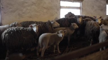 Koyun sürüsü. Dity kuzu ve istikrarlı bir koyun. Ahırda koyun.