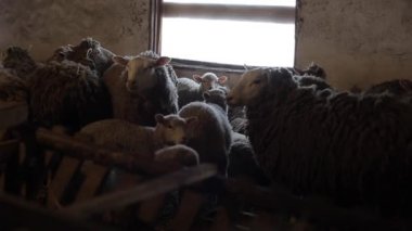 Koyun sürüsü. Dity kuzu ve istikrarlı bir koyun. Ahırda koyun.